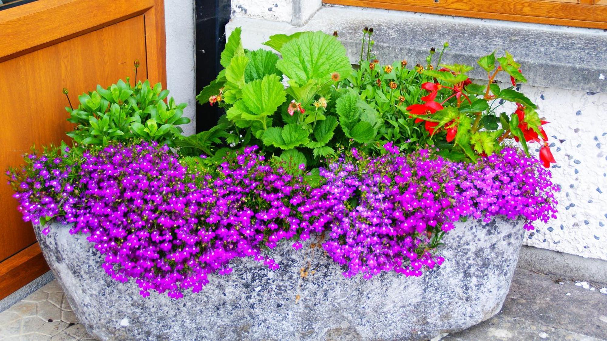 Rockville House B&B Cashel  Eksteriør billede